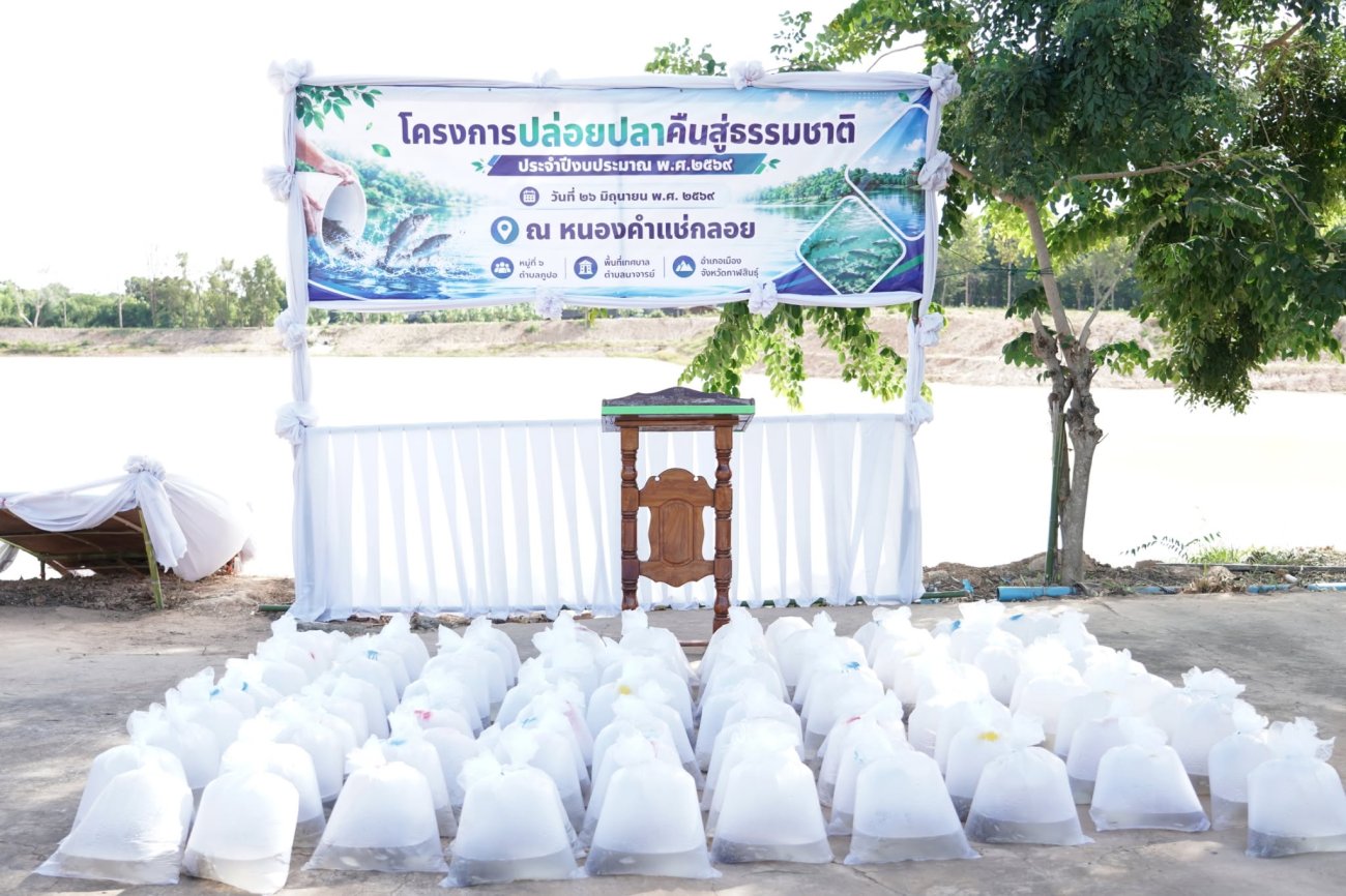 นายกเทศมนตรีตำบลนาจารย์ เป็นประธานเปิดโครงการปล่อยปลาคืนสู่ธรรมชาติ ประจำปีงบประมาณ พ.ศ. 2569  วันศุกร์ที่ 26 มิถุนายน 2569 เวลา 09.30 น.  ณ หนองน้ำคำแช่กลอย หมู่ที่ 6 ตำบลภูปอ อำเภอเมืองกาฬสินธุ์ จังหวัดกาฬสินธุ์  นายสมนึก คำรัศมี นายกเทศมนตรีตำบลนาจารย์ ให้เกียรติเป็นประธานในพิธีเปิด โครงการปล่อยปลาคืนสู่ธรรมชาติ ประจำปีงบประมาณ พ.ศ. 2569 ซึ่งเทศบาลตำบลนาจารย์จัดขึ้น โดยมีวัตถุประสงค์  เพื่อฟื้นฟูทรัพยากรสัตว์น้ำในแหล่งน้ำธรรมชาติให้มีปริมาณเพิ่มมากขึ้น  เพื่อสร้างจิตสำนึกในการอนุรักษ์ทรัพยากรธรรมชาติและสิ่งแวดล้อม แก่คณะผู้บริหาร สมาชิกสภาเทศบาล พนักงานเทศบาล หน่วยงานภาครัฐ ภาคเอกชน กำนัน ผู้ใหญ่บ้าน และประชาชนในพื้นที่  ในโอกาสนี้ นายกเทศมนตรีตำบลนาจารย์ ได้เน้นย้ำถึงความสำคัญของการมีส่วนร่วมของประชาชนในการดูแลรักษาทรัพยากรธรรมชาติ เพื่อให้แหล่งน้ำของชุมชนยังคงความอุดมสมบูรณ์ ต่อไป  เทศบาลตำบลนาจารย์ ขอขอบพระคุณทุกหน่วยงานและทุกท่านที่มีส่วนร่วมในการสนับสนุนการดำเนินโครงการในครั้งนี้ ได้แก่   โรงเรียนบ้านโจดศิริราษฎร์บำรุง นำโดย นางเบญจมาศ ภูละมูล ผู้อำนวยการโรงเรียนบ้านโจดศิริราษฎร์บำรุง พร้อมคณะครูและนักเรียน โรงเรียนอนุบาลเทศบาลตำบลนาจารย์ นำโดย นายณภูผา โพธิมา ผู้อำนวยการโรงเรียน พร้อมคณะครูและนักเรียน  บริษัทอินกริดิออนประเทศไทย จำกัด นำโดย คุณภาณุมาศ หอมจันทร์ ผู้จัดการโรงงาน พร้อมคณะ ที่ให้การสนับสนุนน้ำดื่มและเครื่องดื่มแก่ผู้เข้าร่วมกิจกรรม  คณะคุณครูจากศูนย์การศึกษาพิเศษประจำจังหวัดกาฬสินธุ์    ผู้ใหญ่บ้าน ผู้ช่วยผู้ใหญ่บ้านท ตลอดจนหน่วยงานภาครัฐ ภาคเอกชน และประชาชนทุกท่านที่ร่วมแรงร่วมใจในการเข้าร่วมกิจกรรม